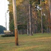 Croatan National Forest