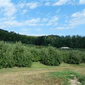 JH Stepp Farm - Hillcrest Orchard