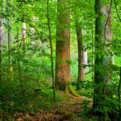 Joyce Kilmer Memorial Forest