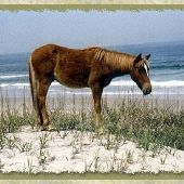 Corolla - Wild Horses
