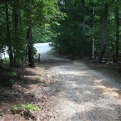 Duke Forest