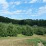 JH Stepp Farm - Hillcrest Orchard