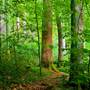 Joyce Kilmer Memorial Forest