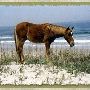 Corolla - Wild Horses