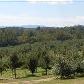 Justus Orchard