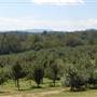 Justus Orchard