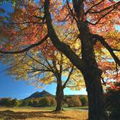 Grandfather Mountain - MacRae Meadows