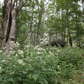 Grandfather Mountain - Surrounding Woods