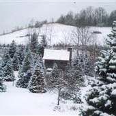 Boyd Mountain Log Cabins & Christmas Tree Farm