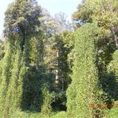 Vaughn Creek Greenway