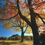 Grandfather Mountain - MacRae Meadows