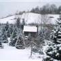 Boyd Mountain Log Cabins & Christmas Tree Farm