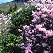 Grandfather Mountain - Half Moon