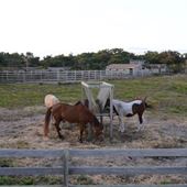 Ocracoke Pony Pens