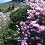 Grandfather Mountain - Half Moon