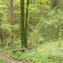 Woodland Park