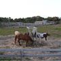 Ocracoke Pony Pens