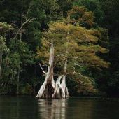 Great Dismal Swamp