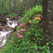 Grandfather Mountain State Park