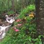 Grandfather Mountain State Park