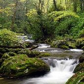 Pisgah National Forest