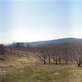 Sky Top Orchard