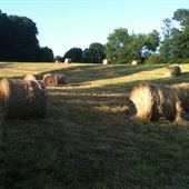 Long Branch Farm
