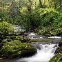 Pisgah National Forest