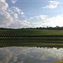 Jones von Drehle Vineyards and Winery