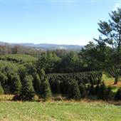 Ty-Lyn Plantation